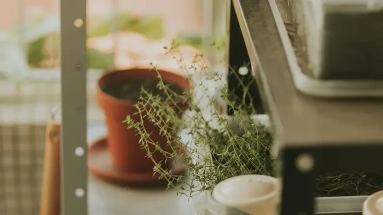 A cozy indoor herb garden with potted thyme on a metal shelf, soft natural light.